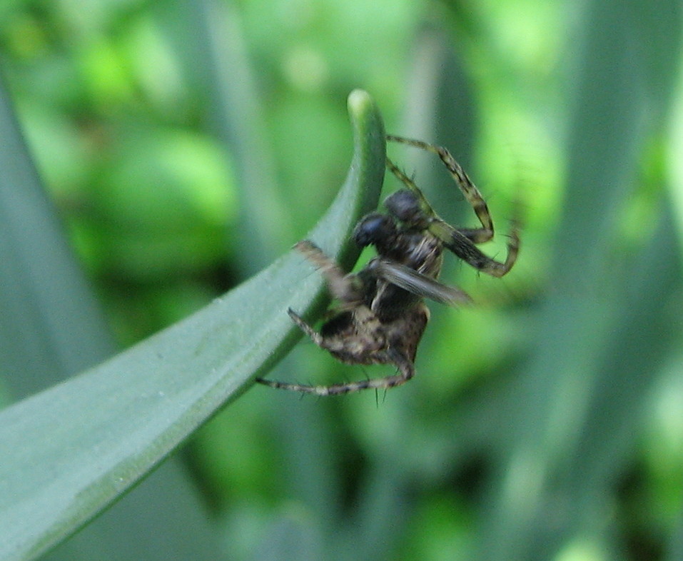 Gibbaranea sp.